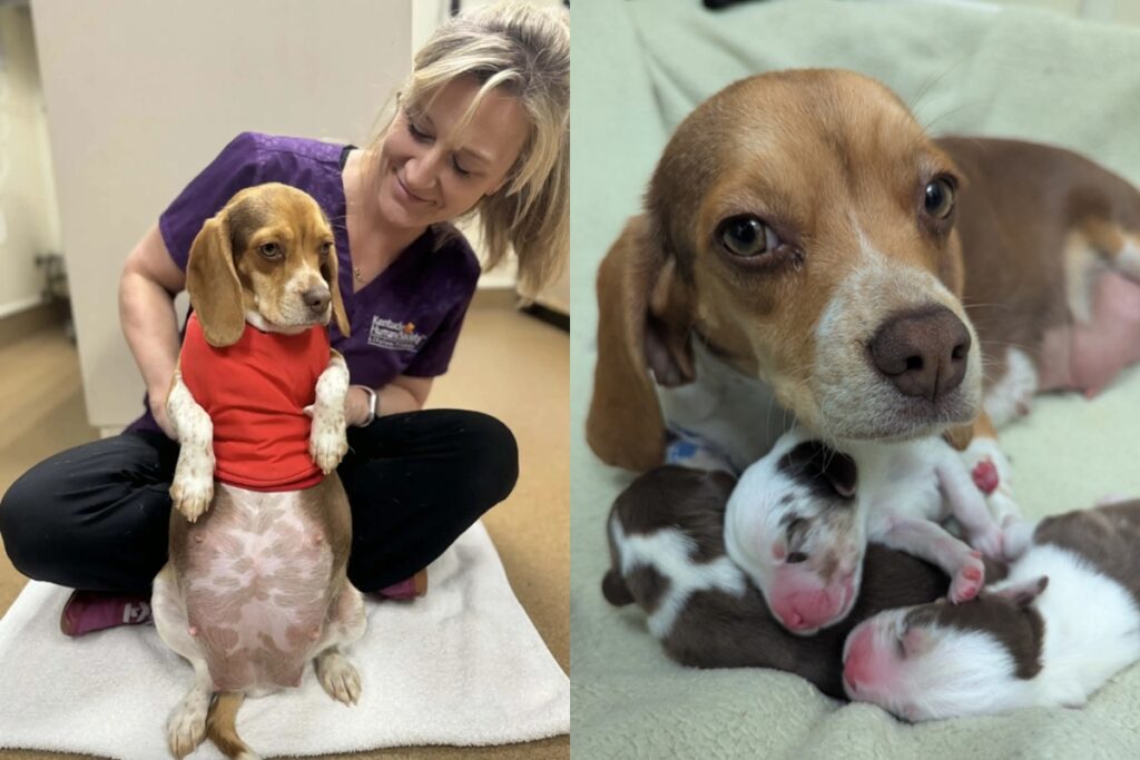 com-filhotes-“gigantes”,-cadela-passa-por-cesarea-em-veterinario