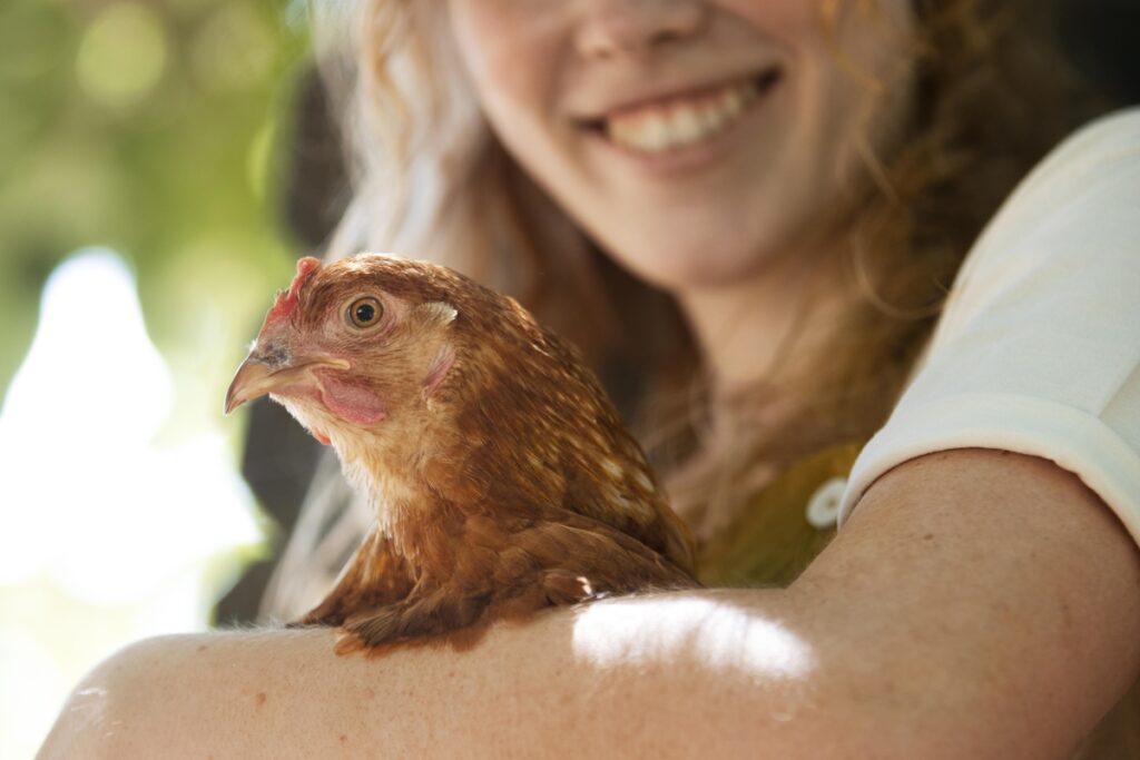 galinhas-felizes?-bem-estar-animal-melhora-a-qualidade-dos-alimentos