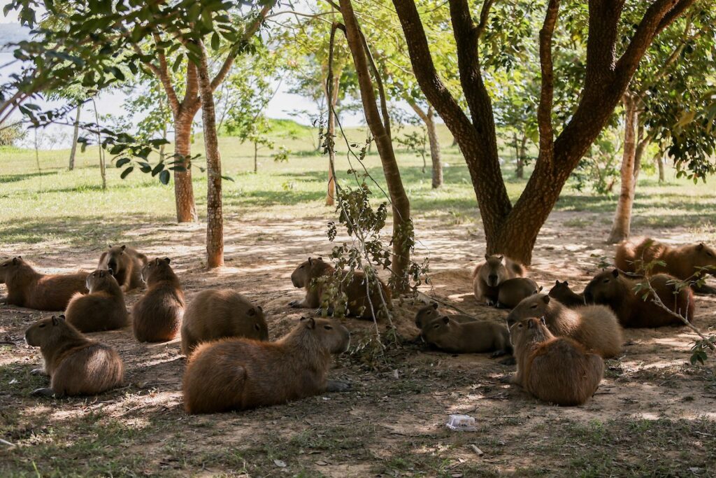 capivaras-ocupam-25%-da-orla-do-lago-paranoa;-especialistas-alertam-sobre-riscos-de-contato