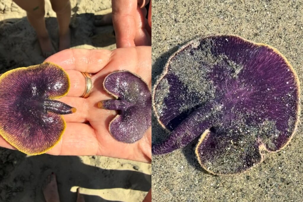 mulher-encontra-“cogumelo-roxo”-que-brilha-nas-maos-em-banho-de-mar
