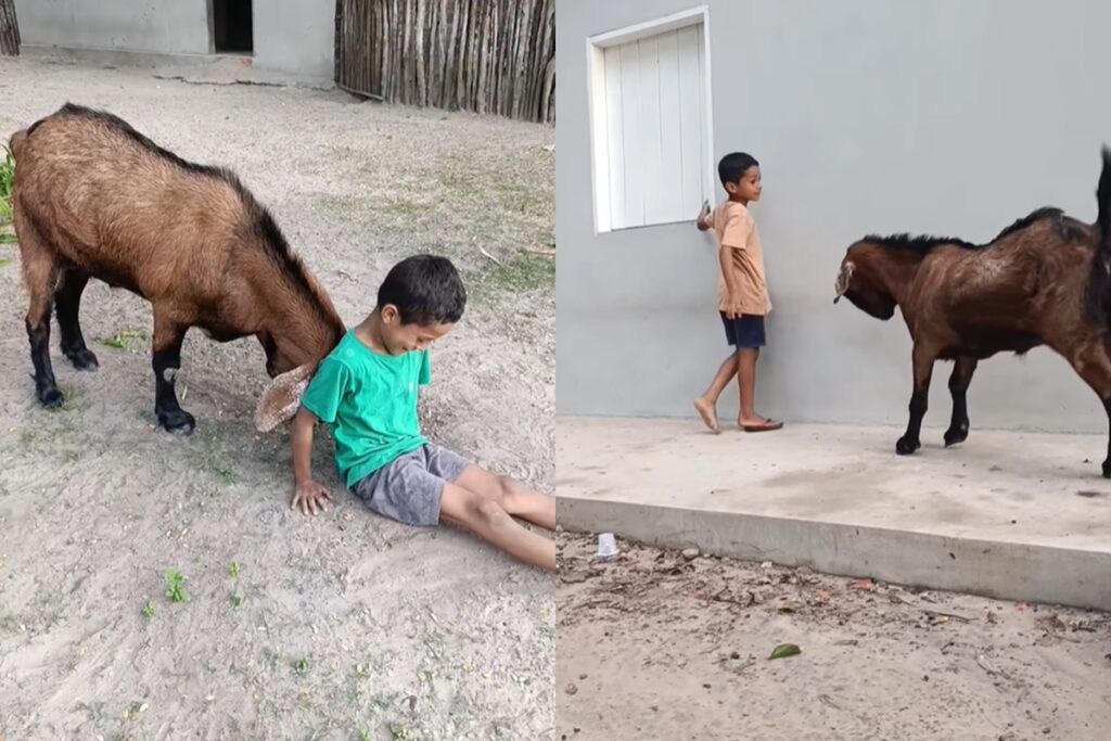 amizade-entre-menino-e-bode-vira-livro-escrito-por-irma-e-emociona