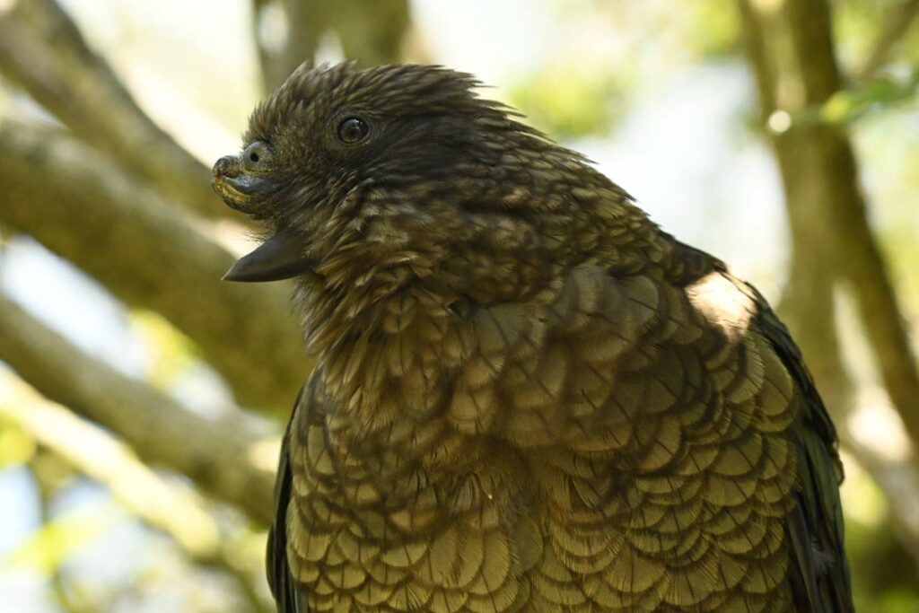 papagaio-com-deficiencia-no-bico-vira-alfa-ao-adaptar-tecnica-de-luta