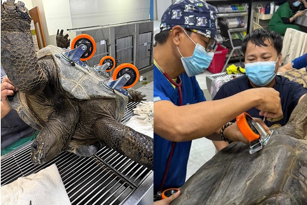 tartaruga-gigante-ganha-“rodinhas”-apos-dificuldade-de-locomocao