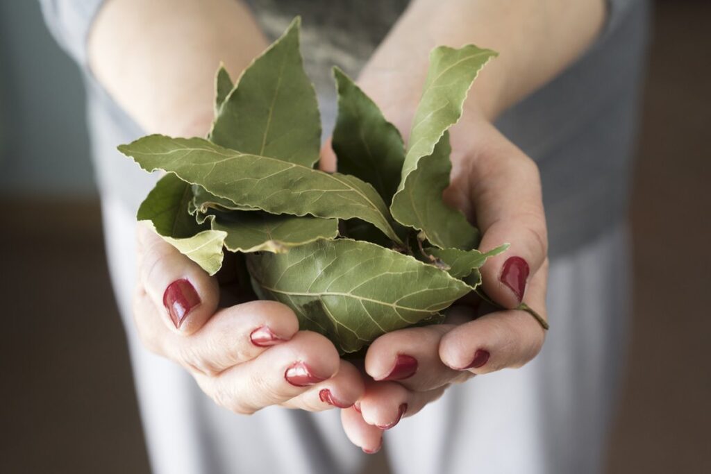 queimar-folha-de-louro-traz-prosperidade;-aprenda-a-simpatia