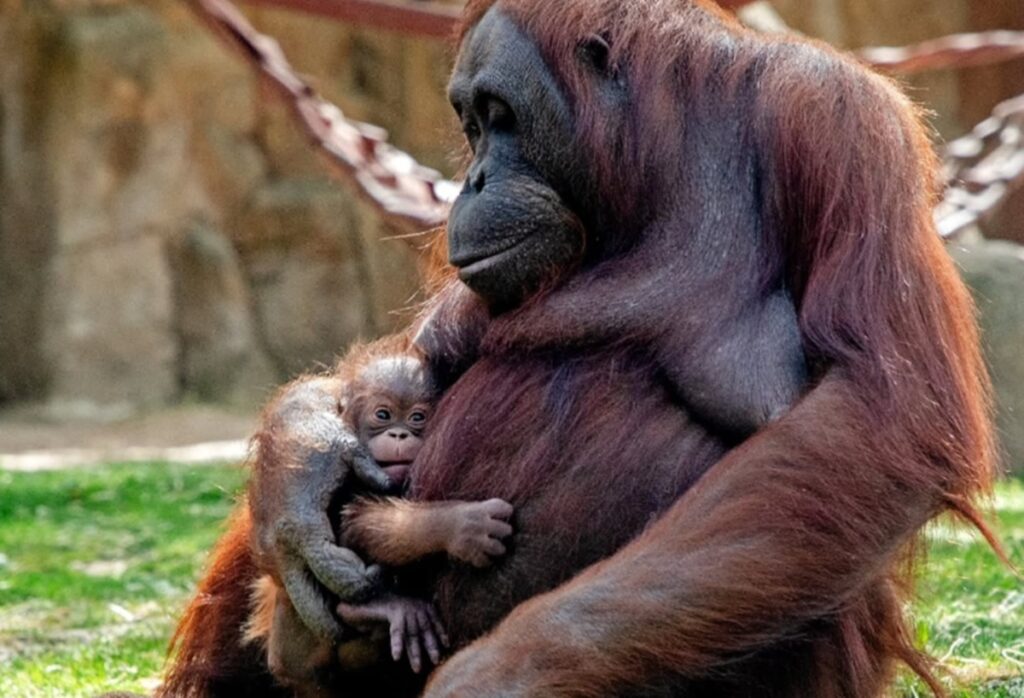 orangotango-da-a-luz-em-zoo-da-espanha-e-emociona-visitantes