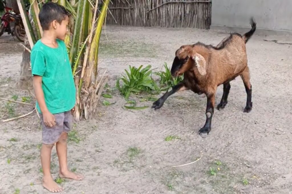 conheca-joao-felhipe,-garotinho-de-7-anos-que-tem-bode-de-estimacao