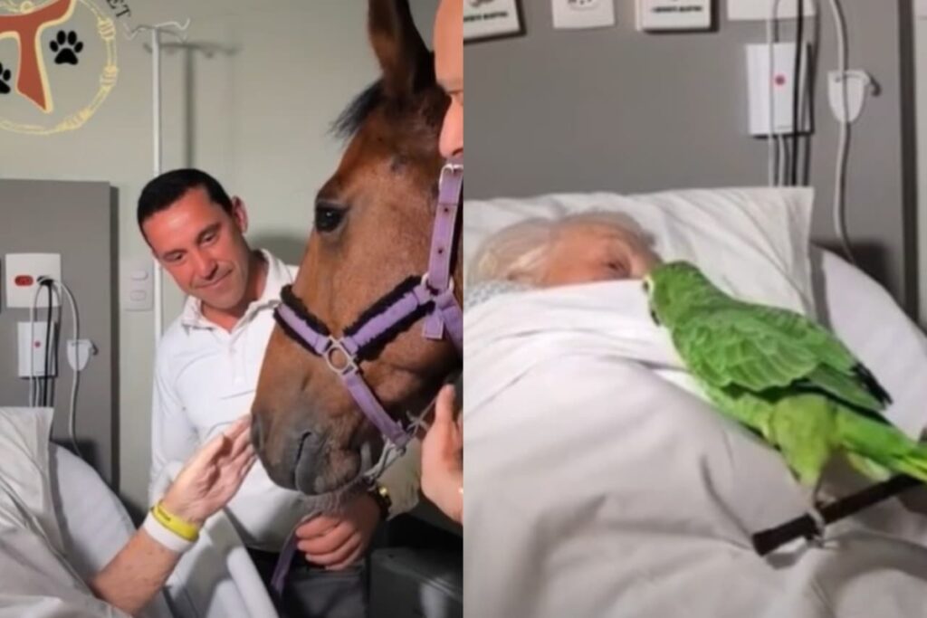 cavalo,-papagaio-e-galinha-visitam-pacientes-em-hospital-de-sp.-veja-video