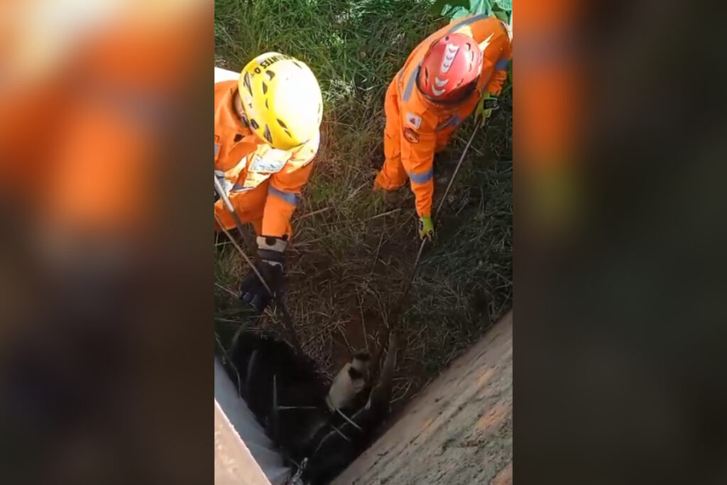 tamandua-bandeira-e-resgatado-pelos-bombeiros-em-casa-abandonada-em-mg.-veja-video