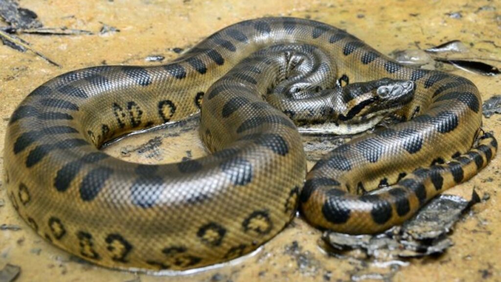 sucuri-arrasta-capivara-pela-cabeca-as-margens-de-corrego-em-ms.-veja-video