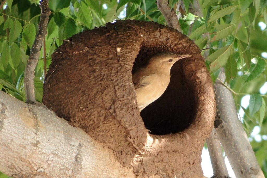 joao-de-barro:-preservar-o-ninho-tem-grande-valor-ecologico