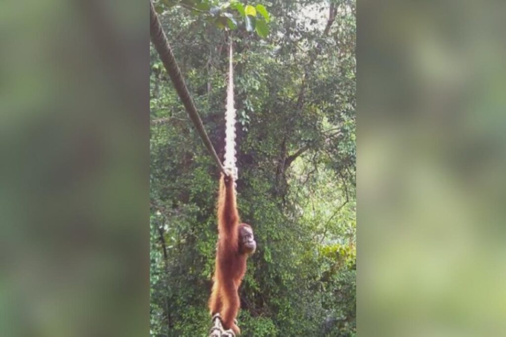 ponte-de-corda-na-indonesia-e-alternativa-para-salvar-orangotangos