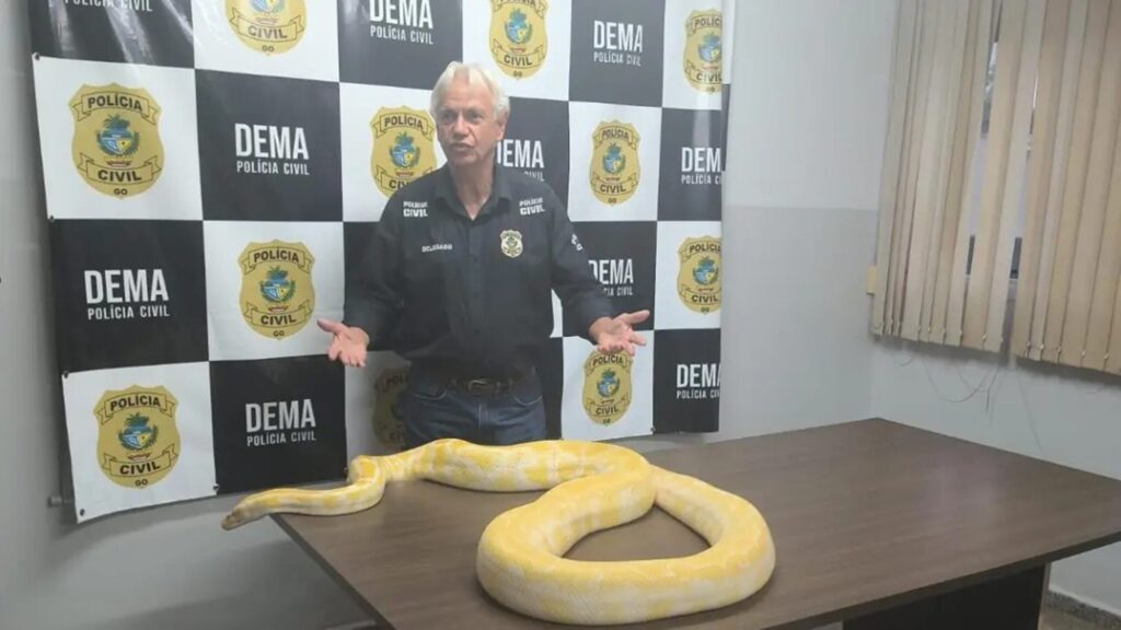 cobra-exotica-que-fugiu-de-casa-em-go-deve-ser-levada-ao-zoologico
