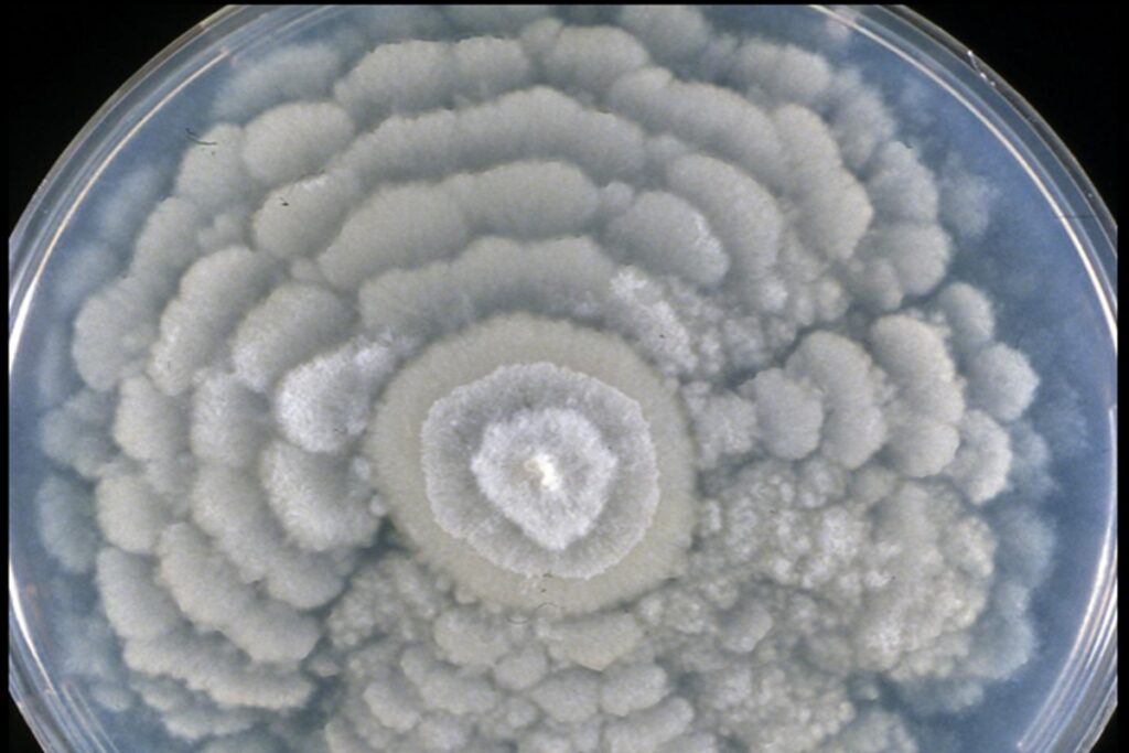 estudo-identifica-fungo-capaz-de-influenciar-a-formacao-da-chuva