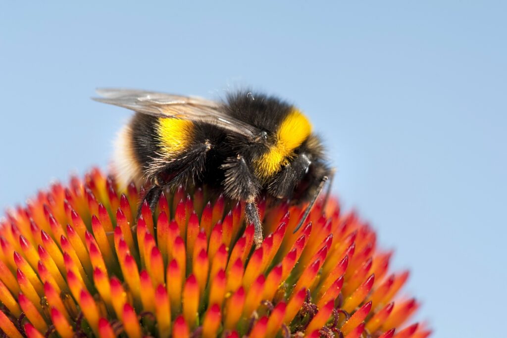 inteligencia-animal:-novo-estudo-descobre-que-abelhas-sabem-contar