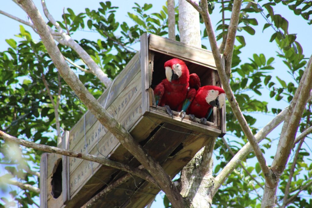 arara-vermelha-volta-a-se-reproduzir-na-mata-atlantica-apos-quase-200-anos
