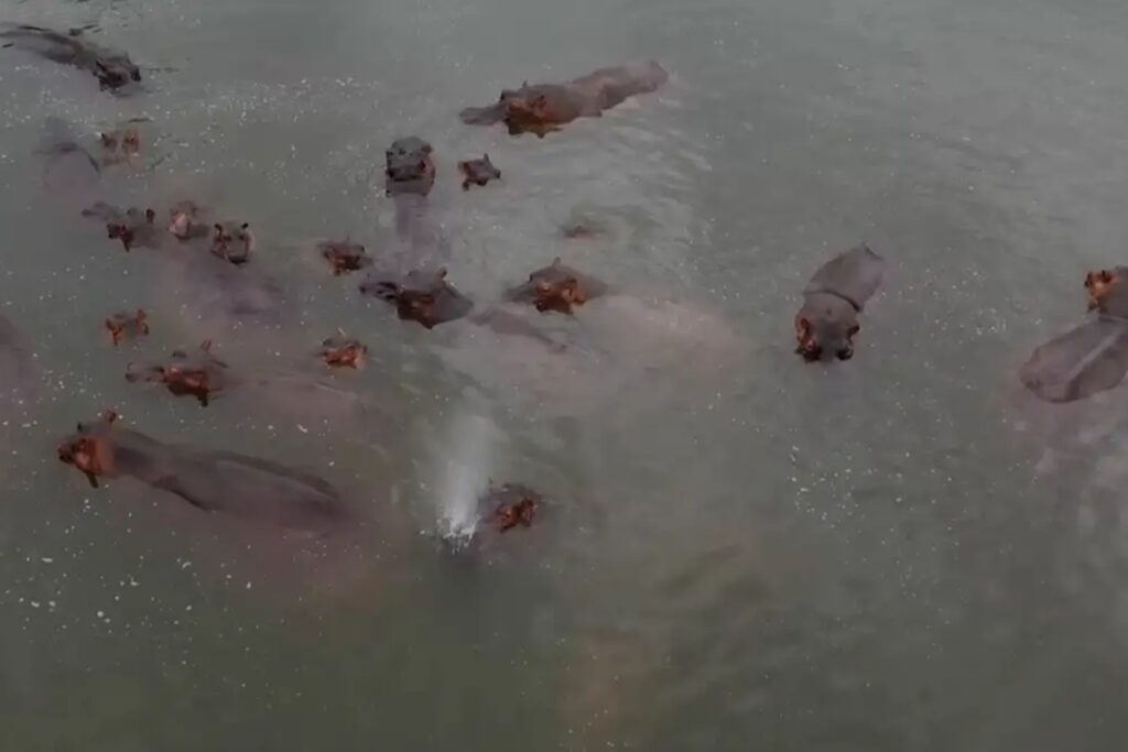 magnata-indiano-quer-salvar-do-abate-hipopotamos-de-pablo-escobar