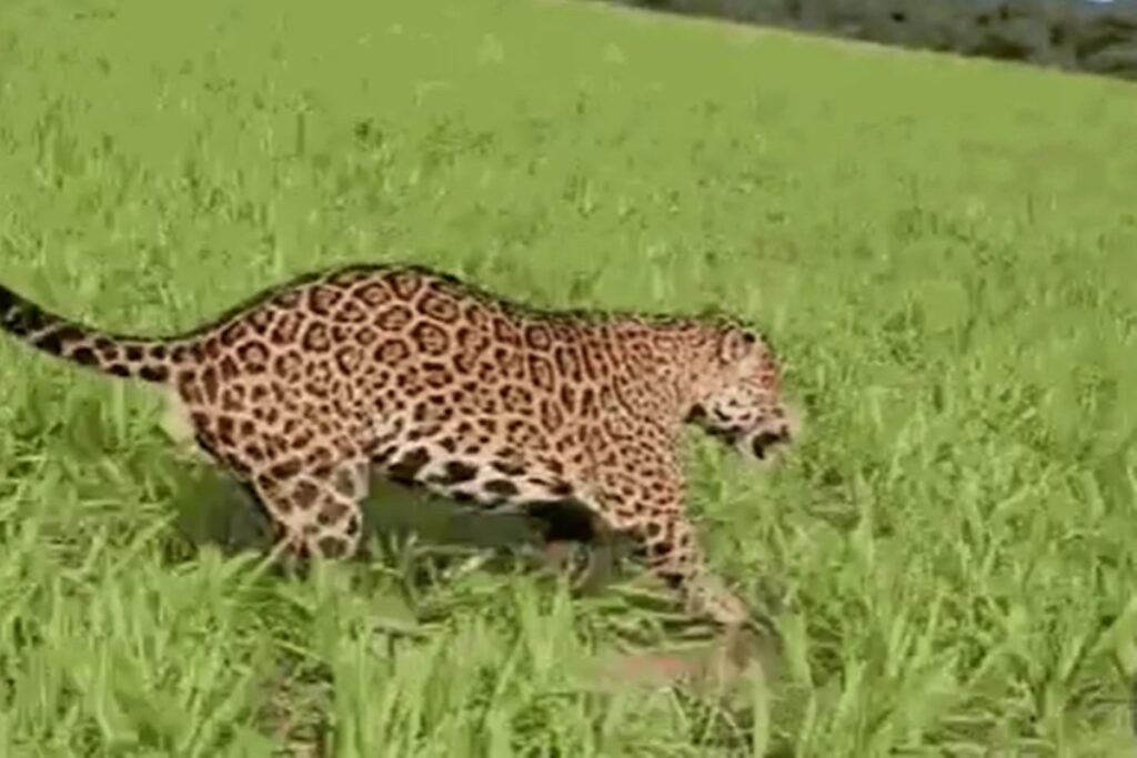 mt:-flagrada-em-lavoura,-onca-pintada-surpreende-capataz-de-fazenda.-veja-video