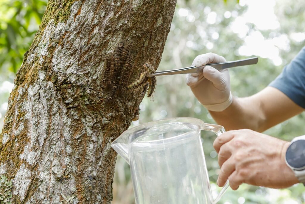 lagarta-de-veneno-mortal-causou-61-acidentes-no-df-em-5-anos