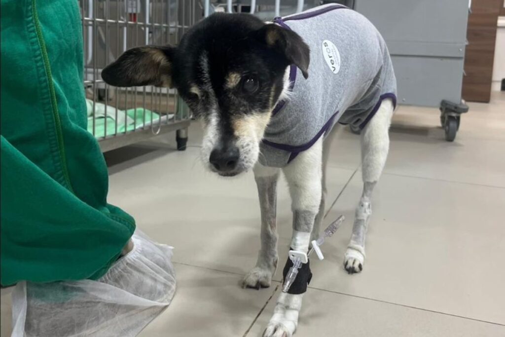 aos-16-anos,-cadela-ganha-marca-passo-e-supera-doenca-cardiaca-grave