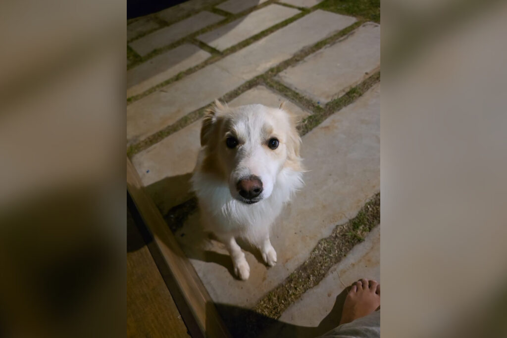 tutor-denuncia-hotel-por-usar-coleira-de-choque-em-seu-cachorro