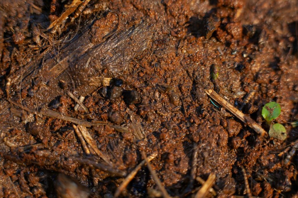 bacteria-do-cheiro-de-terra-molhada-pode-ajudar-a-controlar-insetos