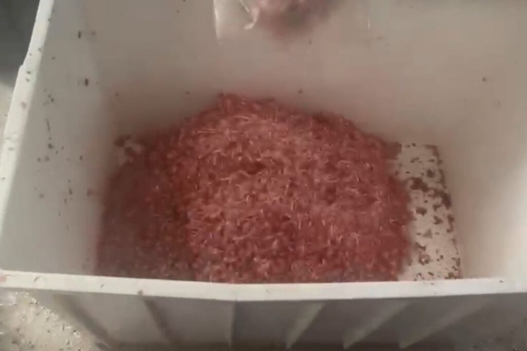 policia-apreende-cerca-de-3-toneladas-de-carne-estragada-em-campinas.-veja-video