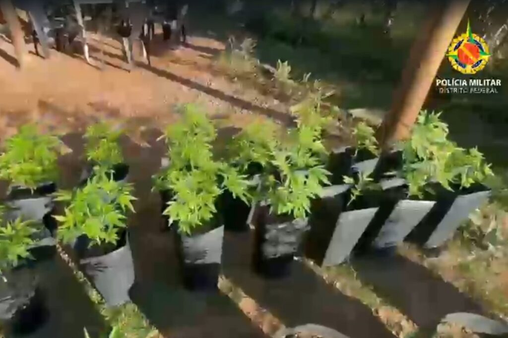 laboratorio-e-plantacao-de-maconha-sao-flagrados-e-desativados-no-df.-veja-video