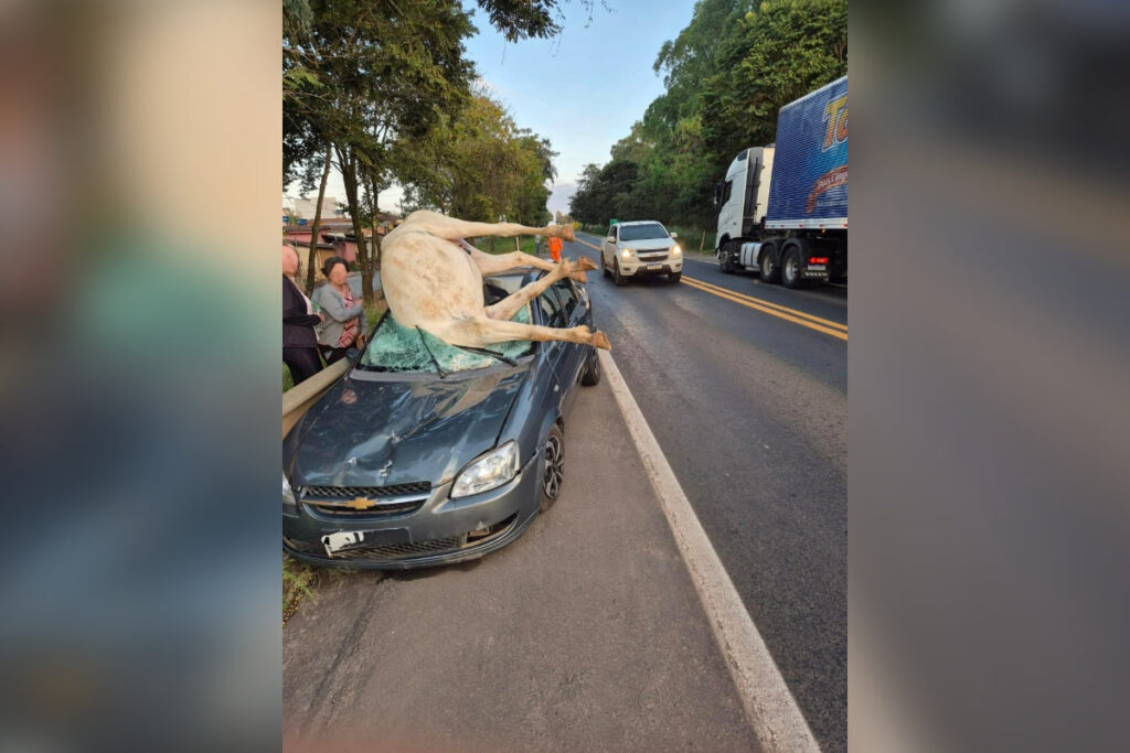 mg-050:-carro-atropela-e-mata-cavalo;-duas-pessoas-ficam-feridas
