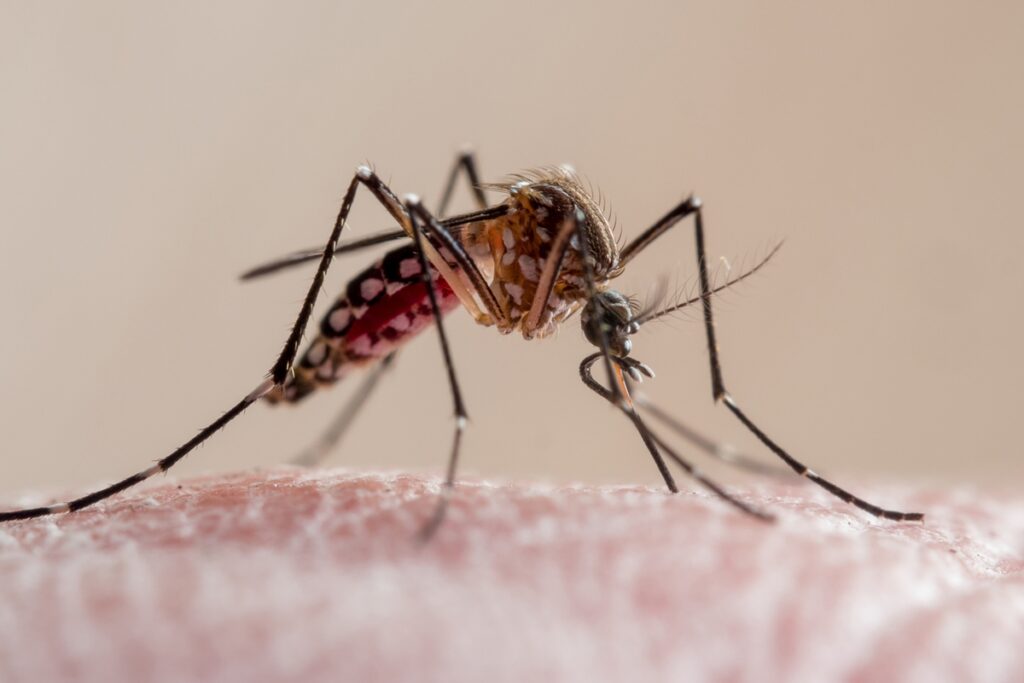 queda-historica-da-malaria:-saiba-o-que-mudou-no-combate-a-doenca
