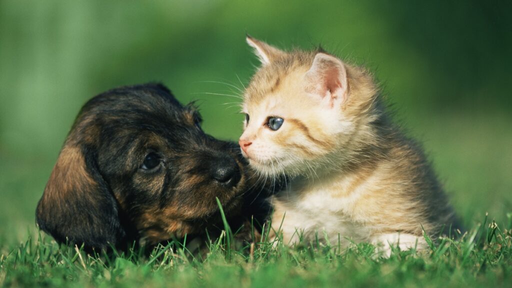 socializacao-entre-cao-e-gato-e-decisiva-para-comportamento-de-pets