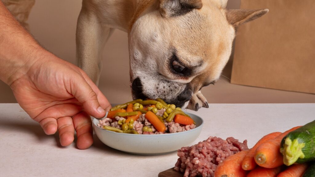 nao-erre-mais!-saiba-quantas-vezes-por-dia-dar-comida-aos-pets