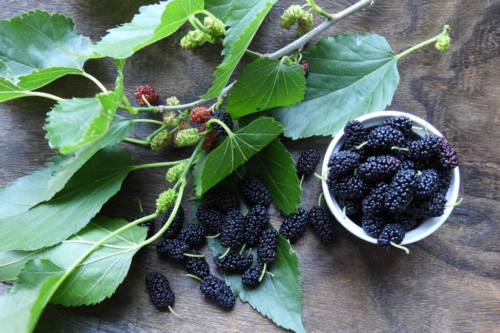cha-de-amora-e-outras-solucoes-caseiras-aliviam-sintomas-da-menopausa?