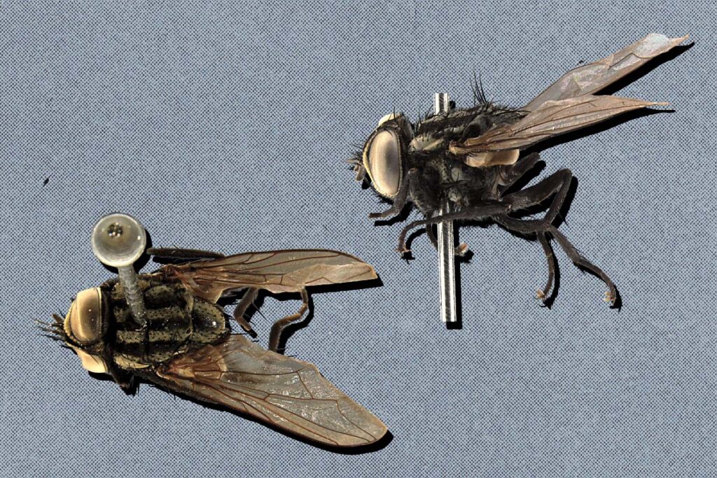 pesquisadores-descobrem-3-novas-especies-de-moscas-no-pais