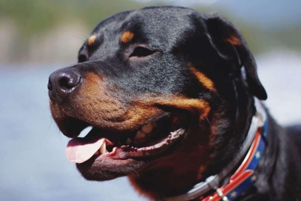 bh:-homem-invade-lote-e-morre-apos-ataque-de-caes-da-raca-rottweiller