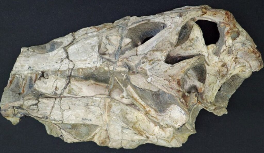alemanha-vai-devolver-ao-brasil-fossil-de-dinossauro-apos-35-anos