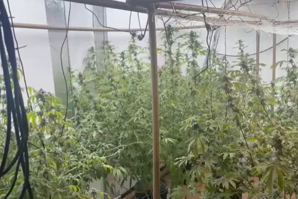 laboratorio-de-maconha-e-flagrado-dentro-de-casa;-tres-homens-sao-presos