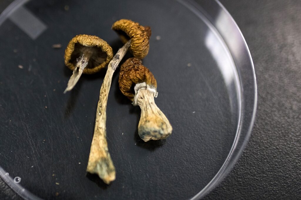 dose-unica-de-psilocibina-pode-alterar-atividade-cerebral-por-semanas