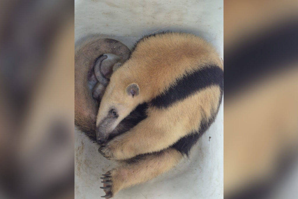 tamandua-mirim-e-resgatado-ferido-no-interior-de-mg