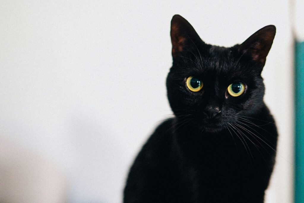 mulher-e-indiciada-por-morte-de-gato-em-minas