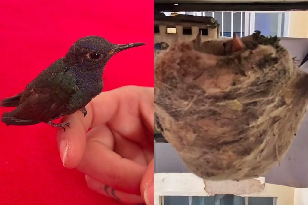 video:-beija-flor-faz-ninho-em-janela-e-transforma-rotina-de-“vizinha”