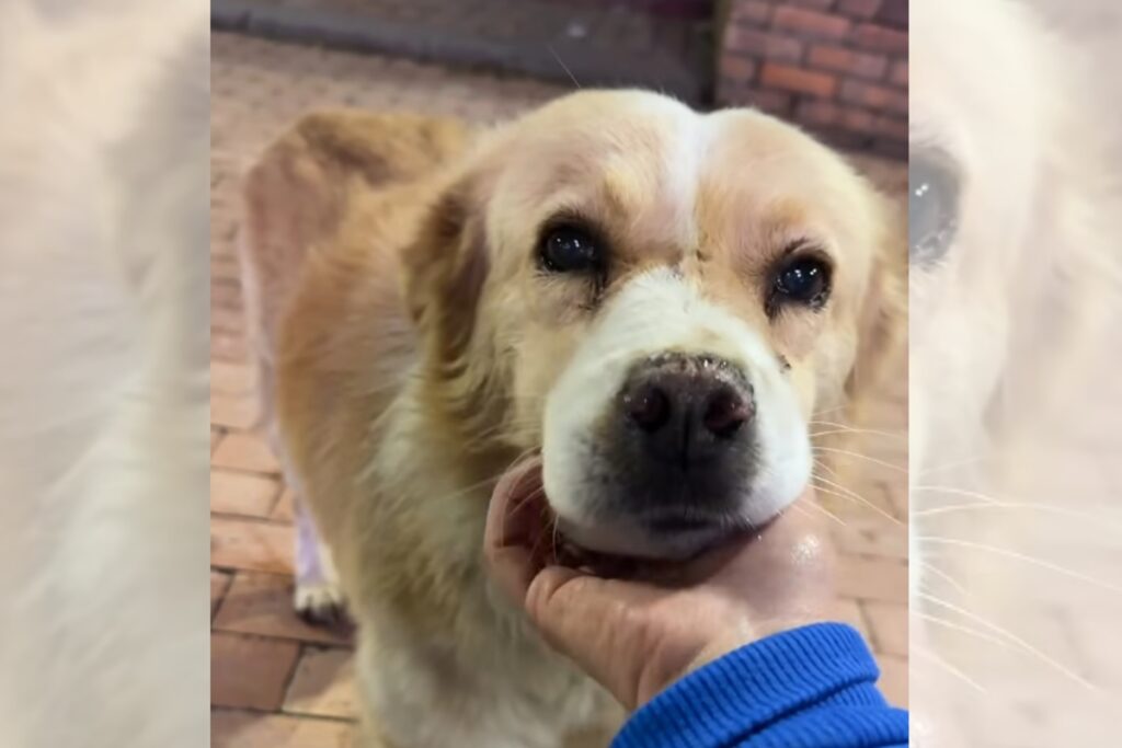 video:-cachorro-de-rua-se-emociona-ao-ouvir-que-sera-levado-para-casa