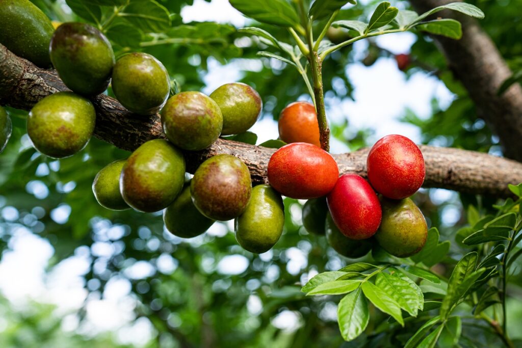 fruta-que-ajuda-no-emagrecimento-e-na-imunidade-e-facil-de-cultivar