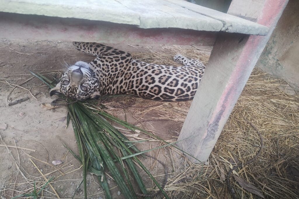 resgatado-na-amazonia,-filhote-de-onca-fara-reabilitacao-em-brasilia