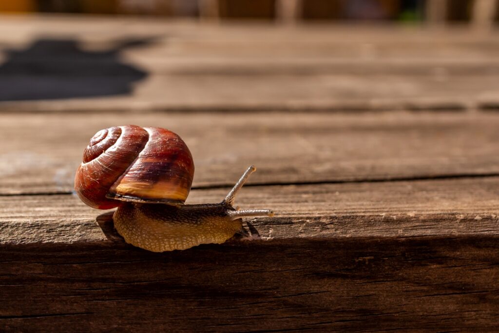nem-todo-caracol-e-inofensivo:-veja-como-reconhecer-especies-perigosas