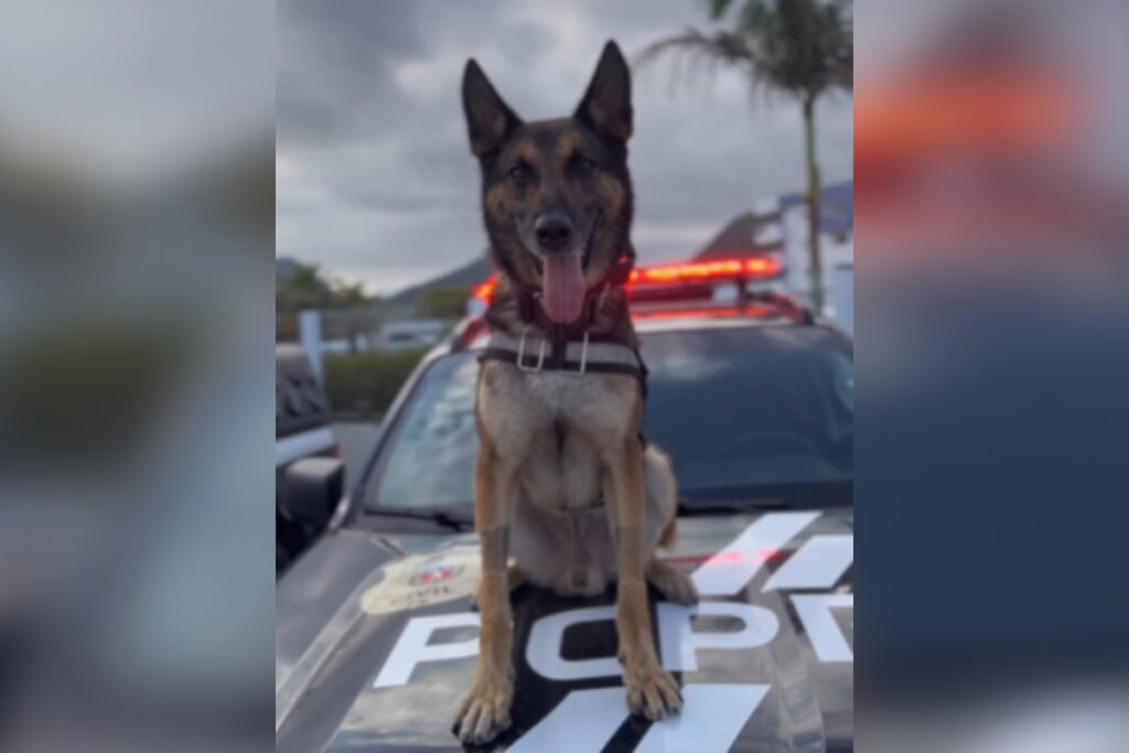 despedida-do-cao-k9-raio-diagnosticado-com-cancer-volta-a-viralizar.-veja-video
