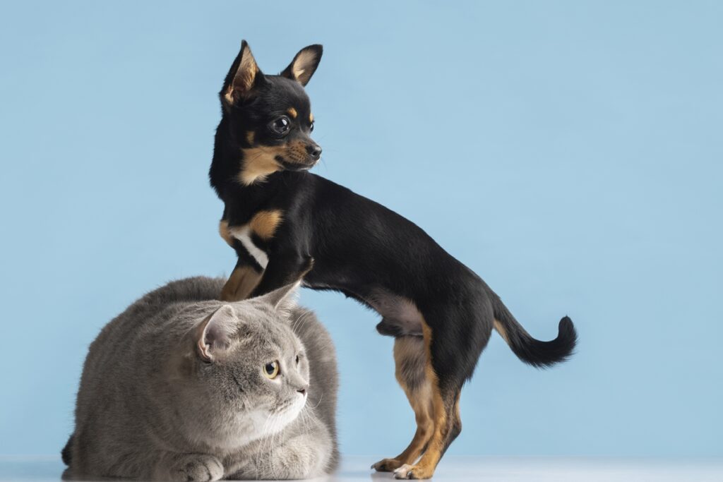 quanto-tempo-o-pet-pode-ficar-sozinho-em-casa?-veja-o-limite-para-caes-e-gatos