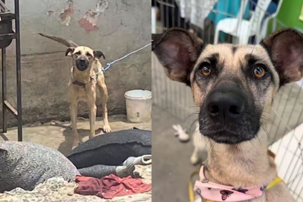 cadela-ganha-nova-vida-apos-ser-encontrada-presa-por-correntes-em-sp