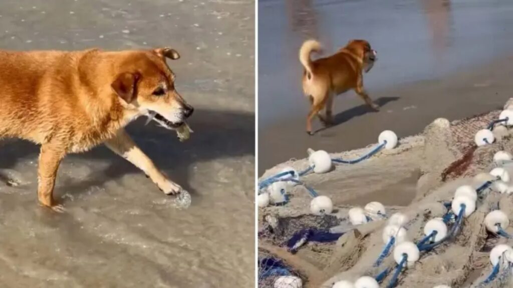 caozinho-diverte-banhistas-ao-“roubar”-tainha-de-pescador-em-praia
