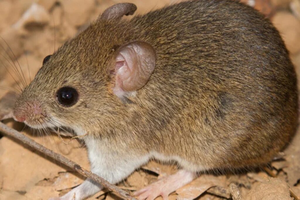 entenda-diferenca-entre-caso-de-hantavirus-em-mg-e-do-surto-em-navio