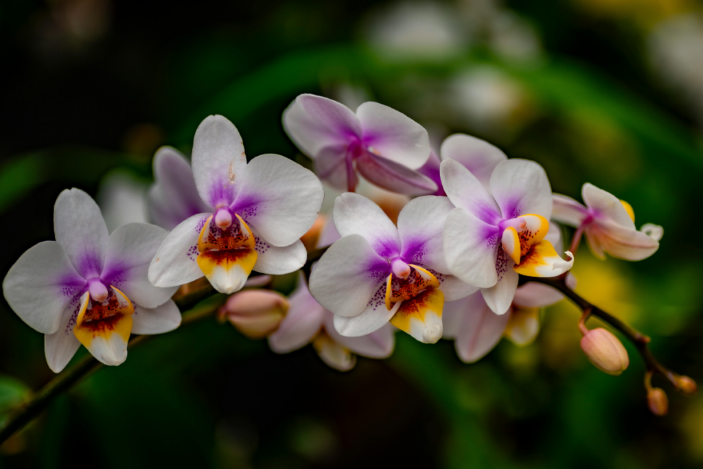 orquidea:-como-cultivar-e-fazer-a-planta-durar-por-anos